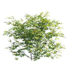 Q枫Q采集到植物