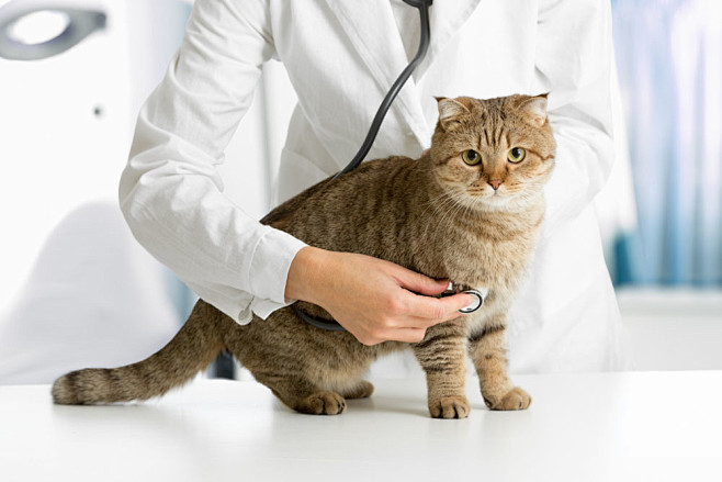 宠物医生与猫咪