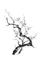 Japanese style sumi-e blooming plum tree ink painting.
