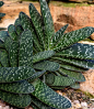 Gasteria二色的