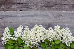 木质背景上的白色丁香枝