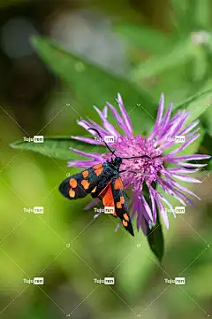 昆虫 红黑 花 开花 飞虫 美丽的花朵 动物 蝴蝶 花壁纸