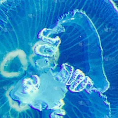 幽浮水母,特写,大特写,屏幕保护,水母,水,未来,艺术,形状,无人