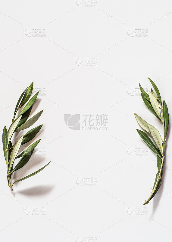 两枝橄榄树在白色背景与复制空间素材-花瓣网