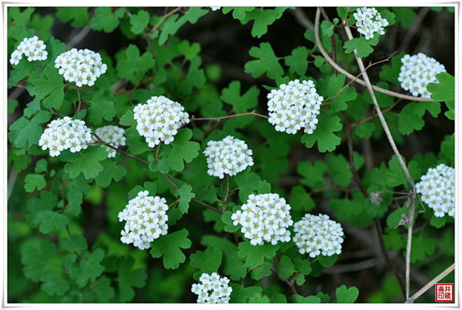 野生的三裂绣线菊