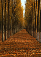 深秋，一个浪漫的季节，米德哈尼斯的大道~~~最喜欢的构图与风景之一。。。。