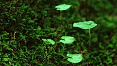  夏日清新护眼高清壁纸   #高清# #清新# #精选# #优质#
