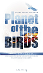 Planet of the Birds