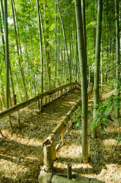 ~^o^~茳笾鳥采集到栈道
