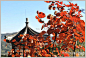 多图:2009 重阳节，北京香山行摄, 我哭我闹我撒娇旅游攻略