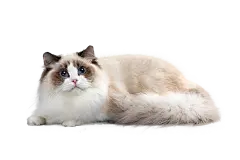 3767f5b6b2b358825f20658402a90869cc891d6c4b5ac-gB41AC_fw1200