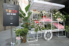 囍囍囍囍sh采集到Z-植物