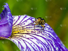花瓣素材-动植物图片采集到昆虫