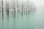※ Places ※ 位于日本北海道的美瑛青池，蓝色的池水映着雪白的枝桠，仿佛走进仙境一般～