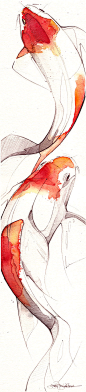 Koi : Koi loosely depicted with watercolor.