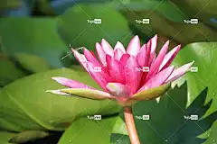 莲花 花 花卉背景 粉红色的花 花瓣 花壁纸 粉红色的花瓣 盛开