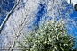冬季森林
winter forest