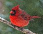 Mr. Cardinal is Not Happy by Perry Hoag on 500px