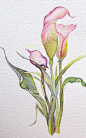 Calla Lilly watercolor...