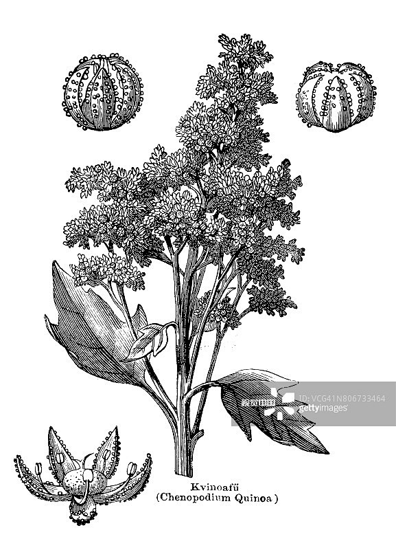 Chenopodium quinoa (...
