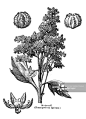 Chenopodium quinoa (quinoa)