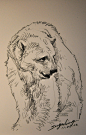 狮鸢SONNY  的插画 北极熊