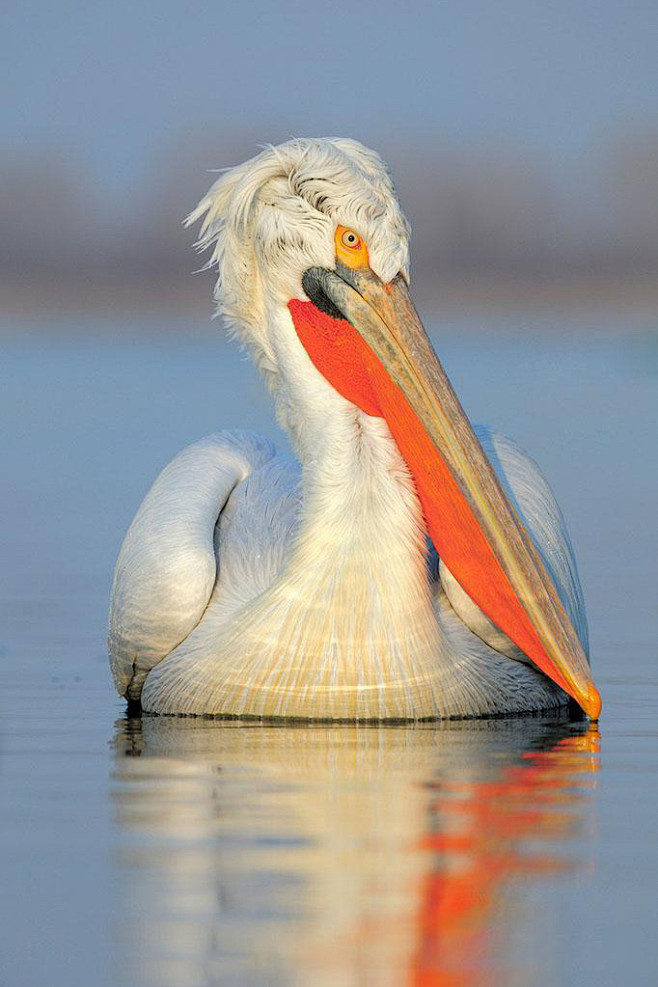 鹈形目鹈鹕科鹈鹕属卷羽鹈鹕