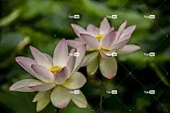 粉色的 莲花 美丽的花朵 花朵 池塘 花壁纸 水 植物 花卉背景