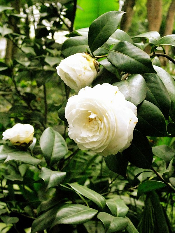 山茶花(camellia japomic.