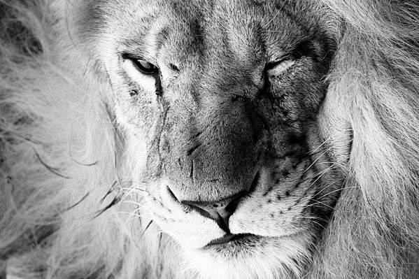 20张丛林之王狮子的摄影照片