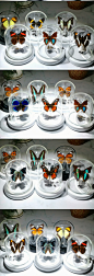 真蝴蝶标本玻璃罩摆件昆虫标本手工艺品动物之森同款立体蝴蝶装饰-淘宝网