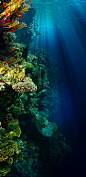 海底珊瑚 - 全面屏18:9手机壁纸