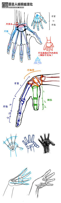 flycat001采集到人体手足