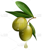 绘画插图,矢量,绿色,分离着色,白色背景,橄榄枝,生物学,素食,蔬菜,清新