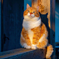 橘猫
Ins：cute_ginger_cat ​​​​