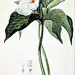 绿植草木花卉素材   专注电商资源采集       (33)png素材 透明素材 png图片 绿色 水果 鲜花 植物 干净 栀子 花 树叶 绿叶 叶子 芦荟 健康 摄影 高清 素材 草丛 香菇 茶叶 菜 大自然图片 小素材 花木 植物 水果 厨房 蔬菜 肉类 素材 PNG免抠 花藤 树叶 叶子 花丛 @北坤人素材