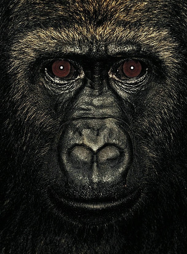 James和猩猩們 - 人文摄影 - C...