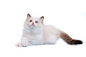 猫猫png