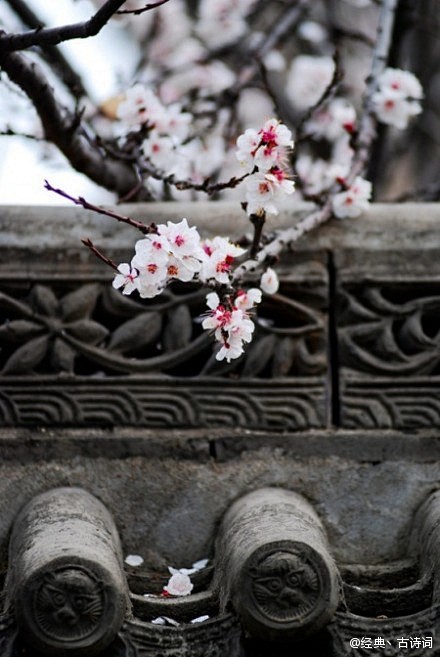 西安古城头的一剪白色梅花，烂漫在青砖瓦片...