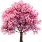 植物实景粉色单棵樱花树元素素材