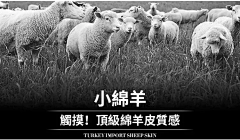 睡眠藝術家~采集到羊毛