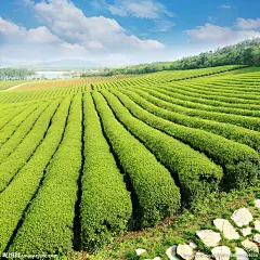 茶园