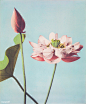 Beautiful photomechanical prints of Lotus Flowers (1887–1897) by Ogawa Kazumasa. Original from The Rijksmuseum....