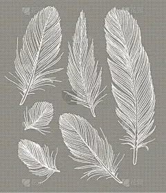 翎毛,绘画插图,一个物体,动物手,华丽的,请柬,贺卡,婚姻,华贵,绘制