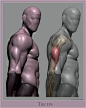 triceps_001