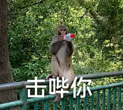 没有任何吗喽表情包能逗笑我了