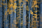 Yellow Leaves in an Oak Forest