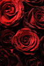 红玫瑰 (3)