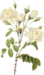 white_roses_带刺白色玫瑰花