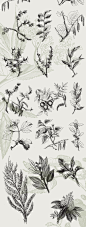 n3804黑白手绘线描复古树叶植物包装印刷图案PNG矢量图设计素材-淘宝网